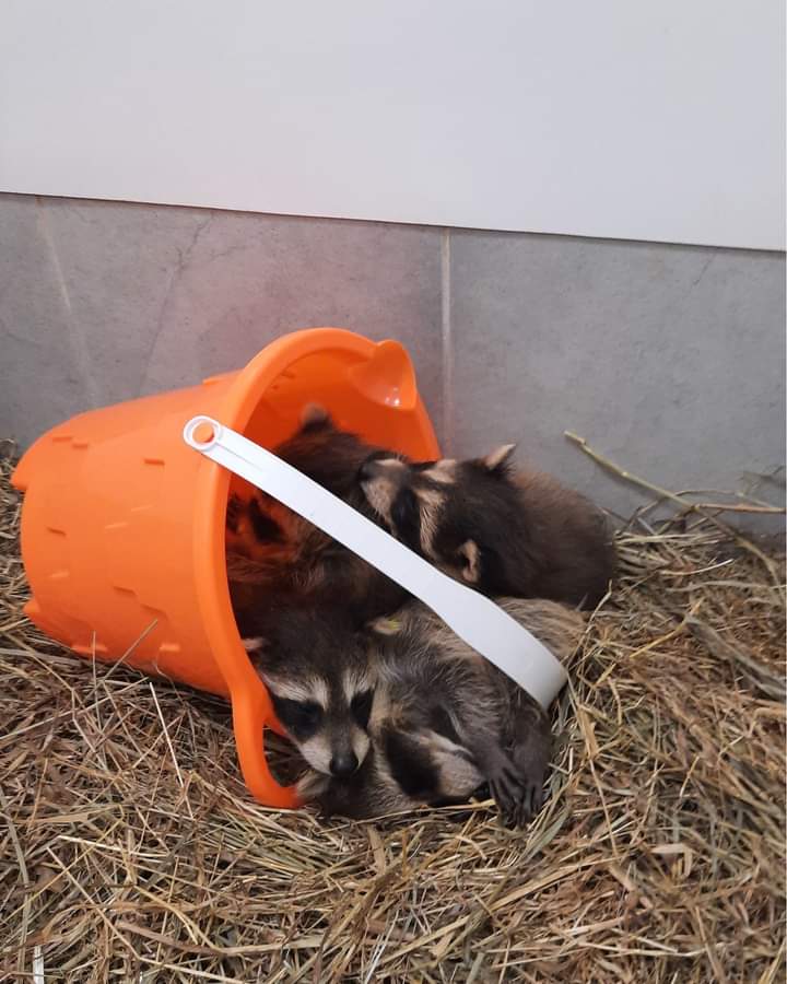 It's been a busy raccoon year for us, and Hope for Wildlife are still receiving orphans!