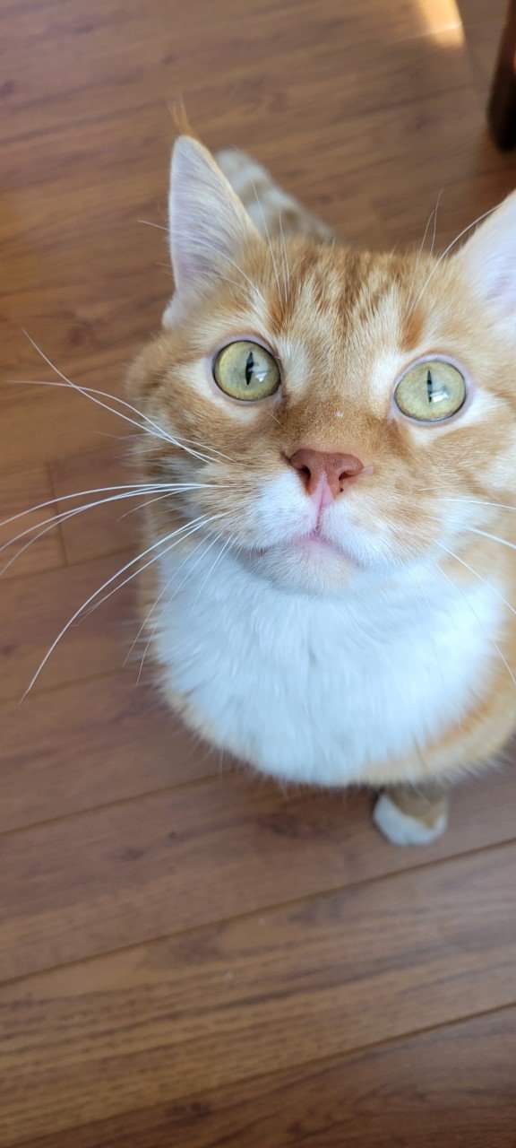 Newt is looking for a foster home. Could you be the purrrfect fit?