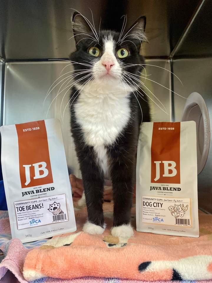 Introducing Toe Beans Brew and Dog City!