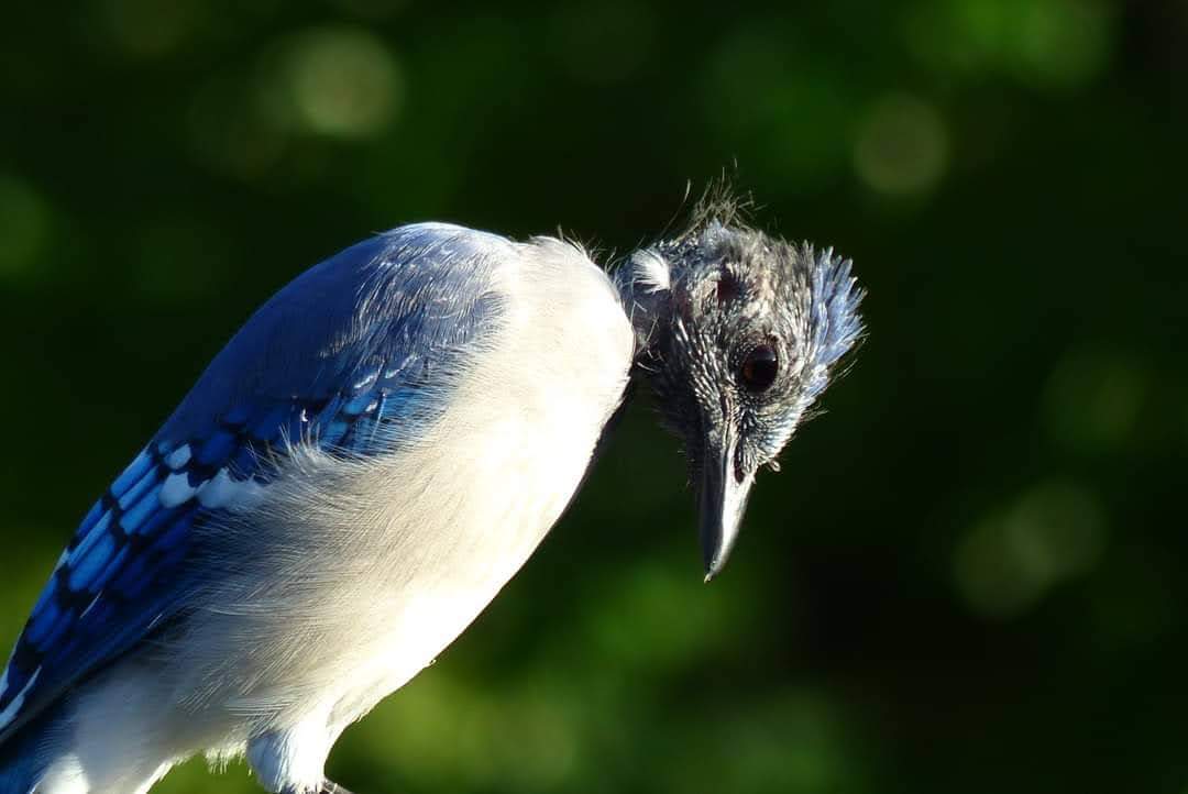 In late summer and early fall you may see some birds that look a bit less stylish than usual