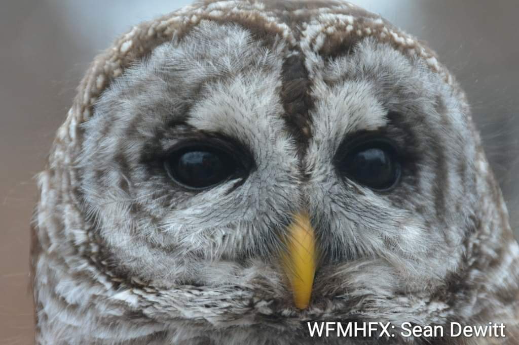 Hope for Wildlife's Annual Open House is our biggest fundraiser each year, attracting thousands of visitors from all over Canada