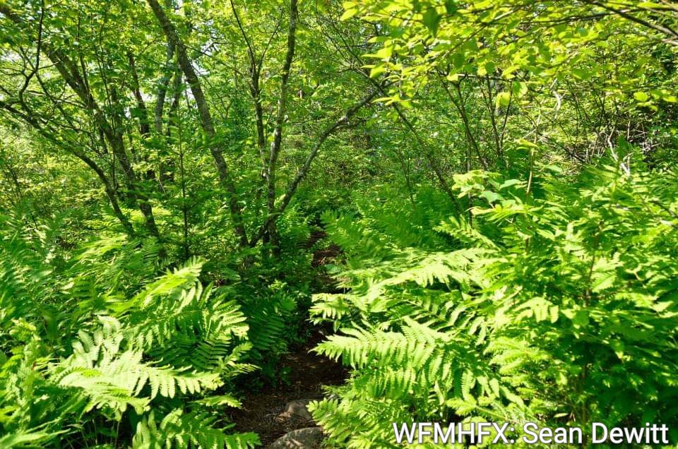 All old-growth forest on Crown land is now protected as part of the Province's new approach to ecological forestry