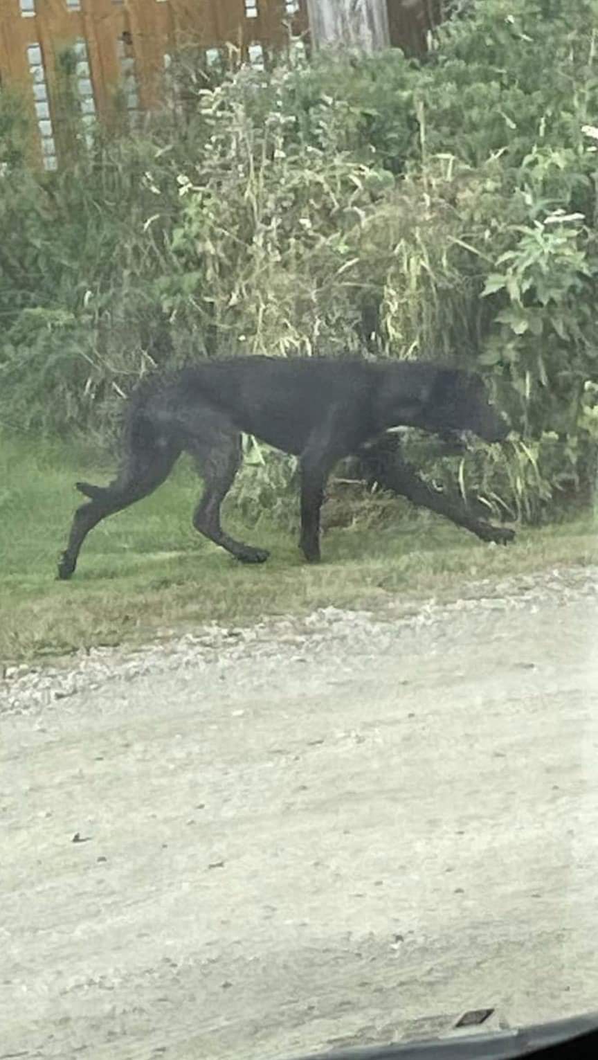 SPCA received a call that there is a hurt dog in the Overton area in Yarmouth