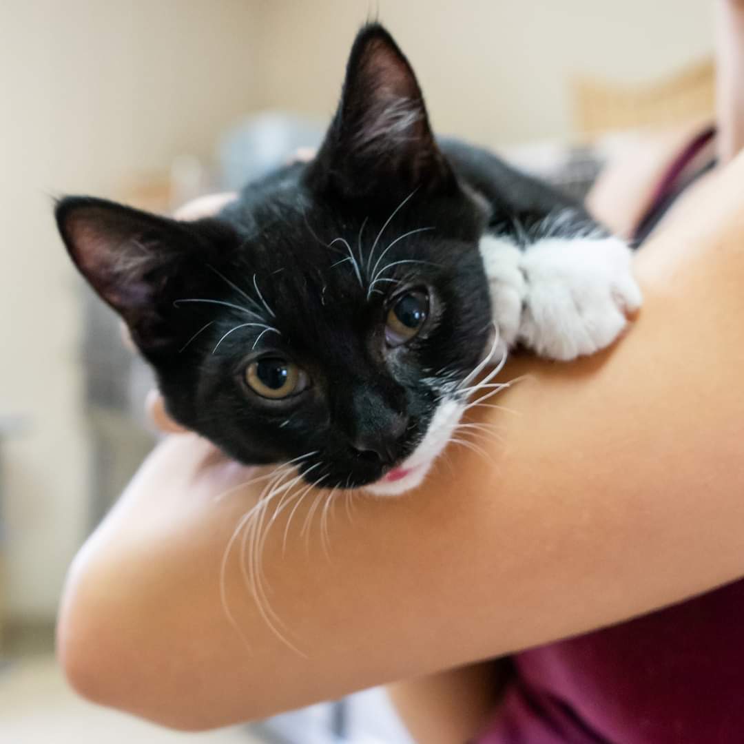 Please say hello to Bide Awhile's latest adoptable cats!