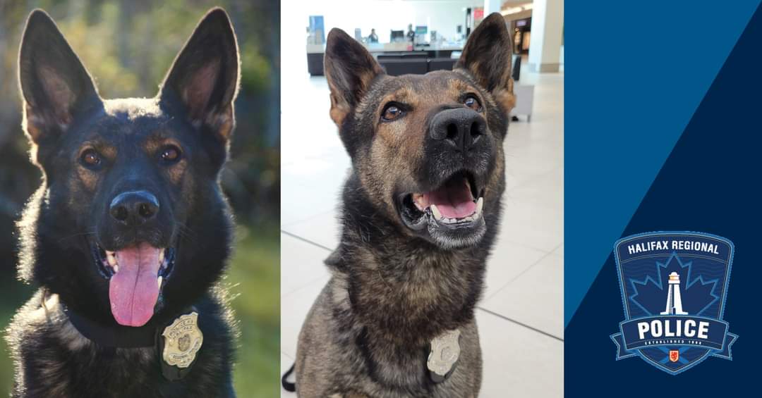 Today is International Dog Day