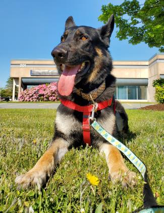 NS SPCA Adoptable Highlight - Kaiser