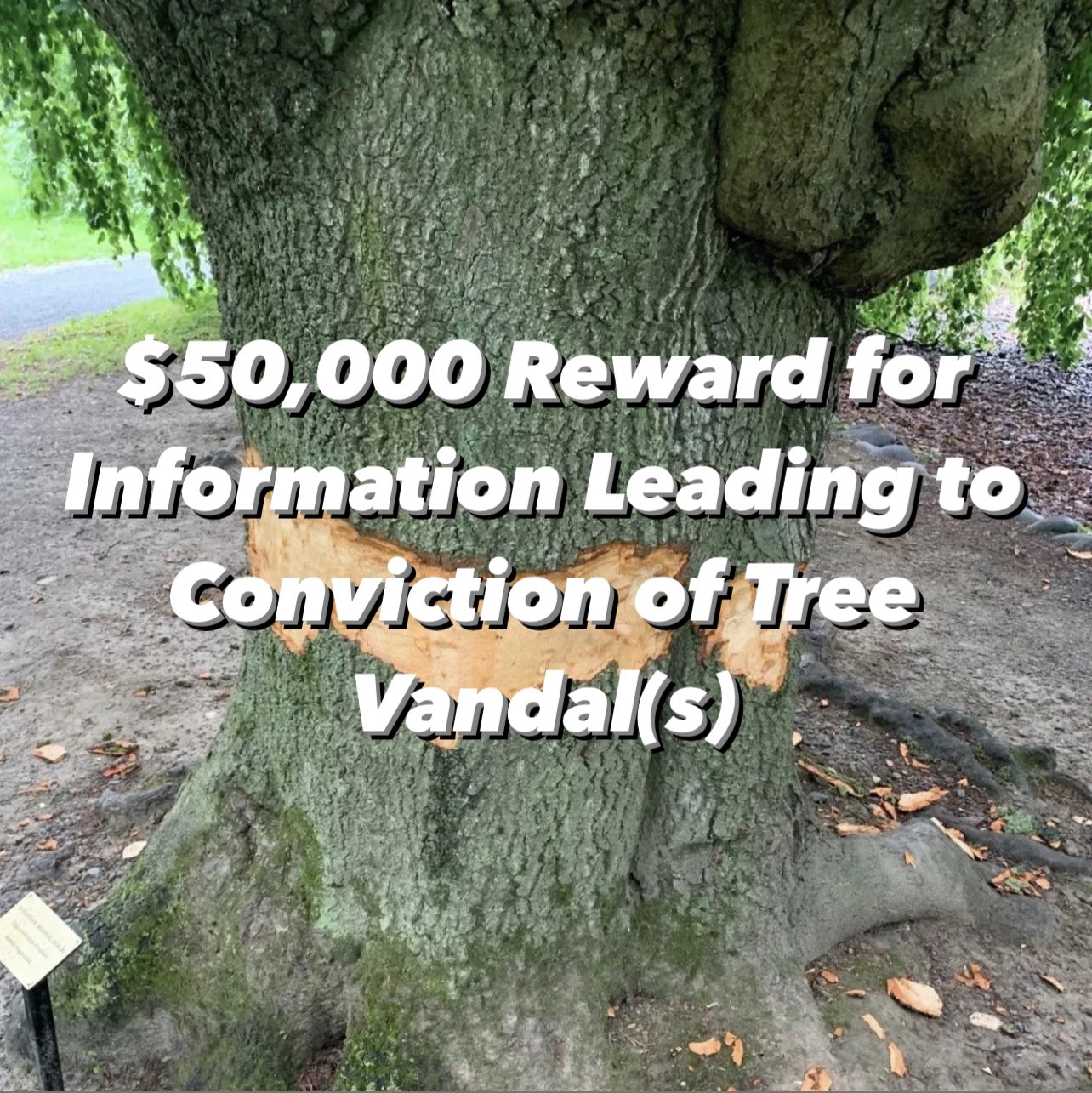 $50,000 reward for info leading to conviction of vandal(s) who damaged 32 trees at the Public Gardens