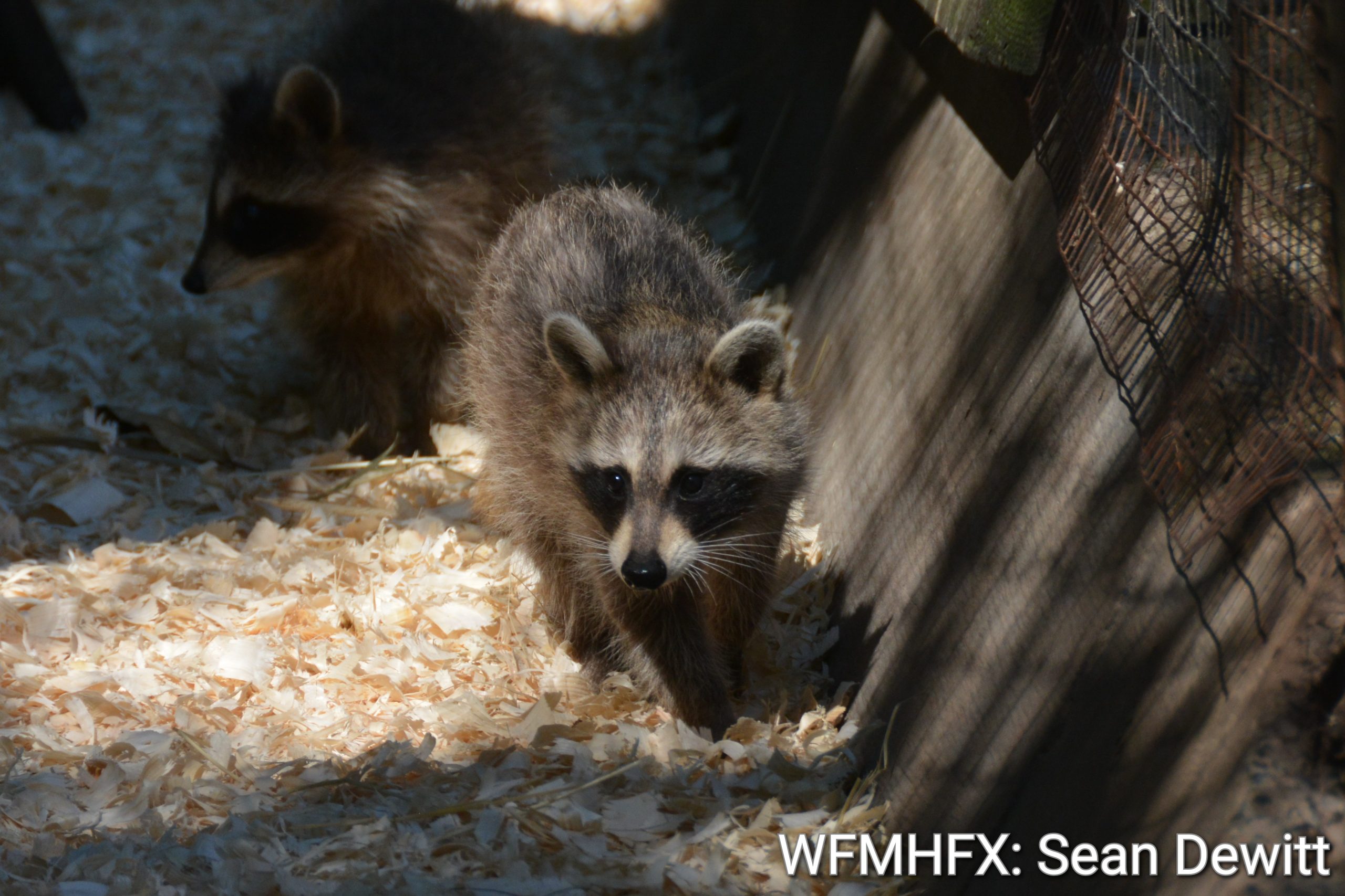 The Hope for Wildlife annual open house took place today showcasing their vast array of wildlife care and treatment they do all year long