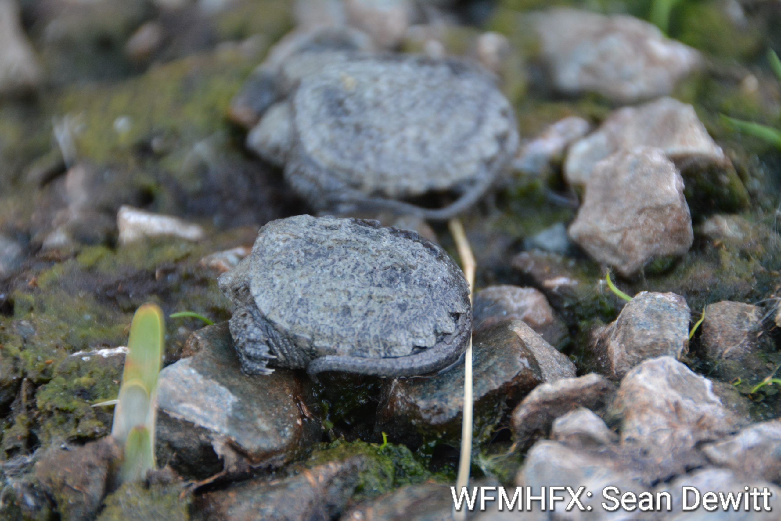 According to the Nova Scotia Turtle Patrol, the dry and hot summer has lead to some snapping turtle nests hatching a bit early