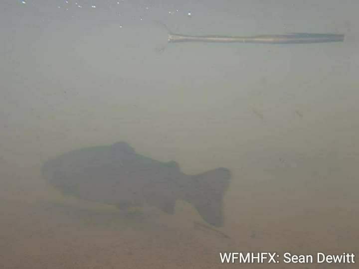 Protecting Native Species of Fish in Nova Scotia