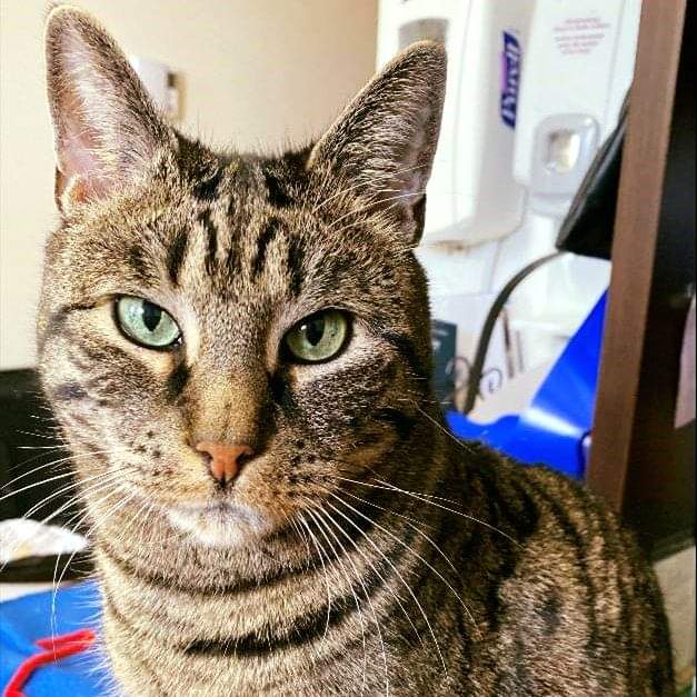 A purr-fect companion makes Braeside feel like home