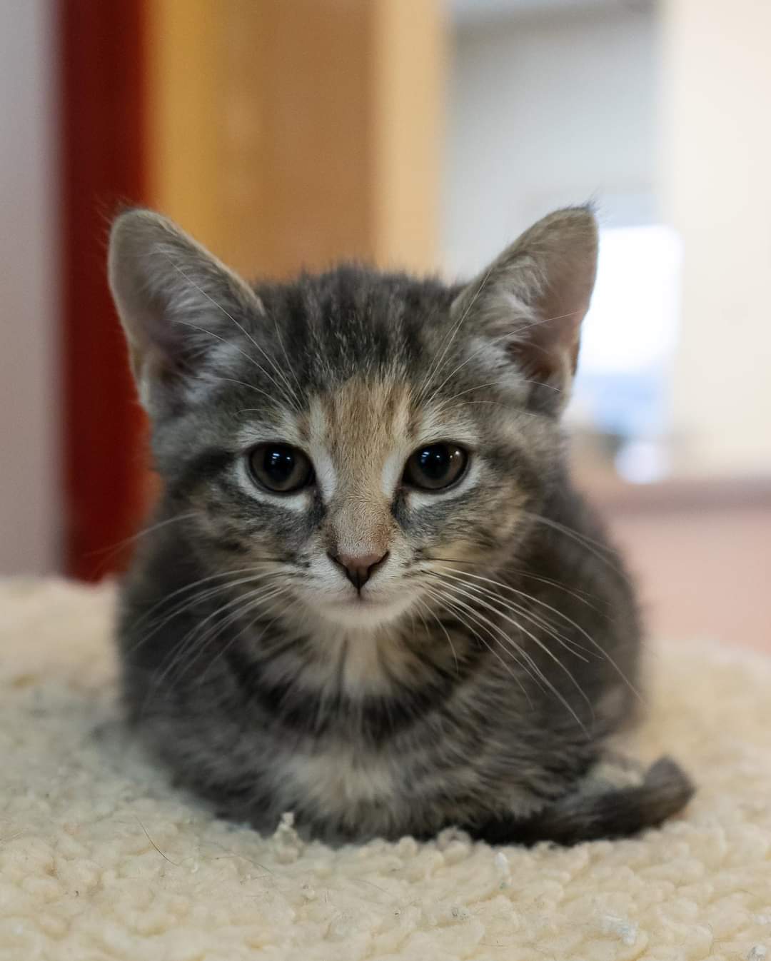 Bide Awhile's newest adoptable cats just added to the website