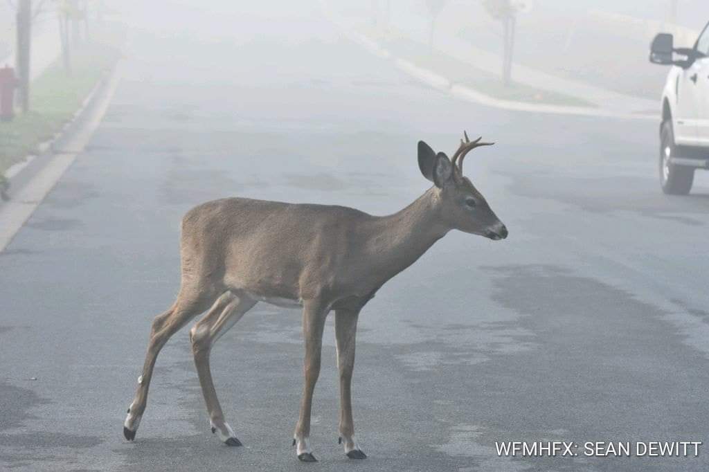 When you take your eyes and attention off the road, you put everyone at risk – including Canada’s wildlife!