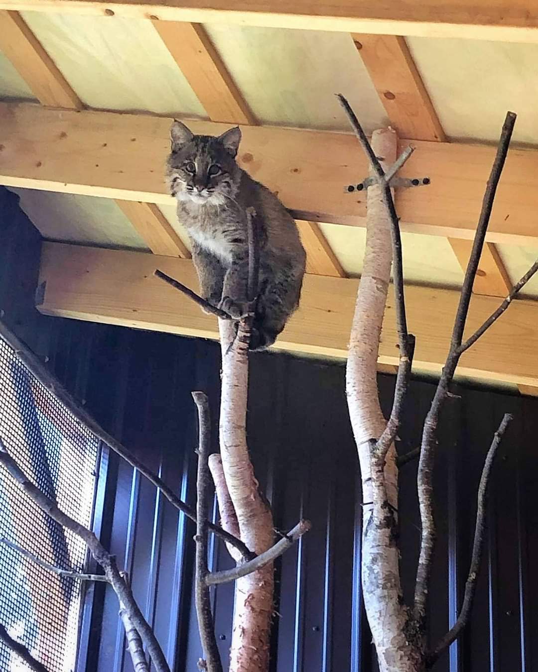 In July Hope for Wildlife posted about an orphaned baby bobcat that was found very dehydrated and very cold