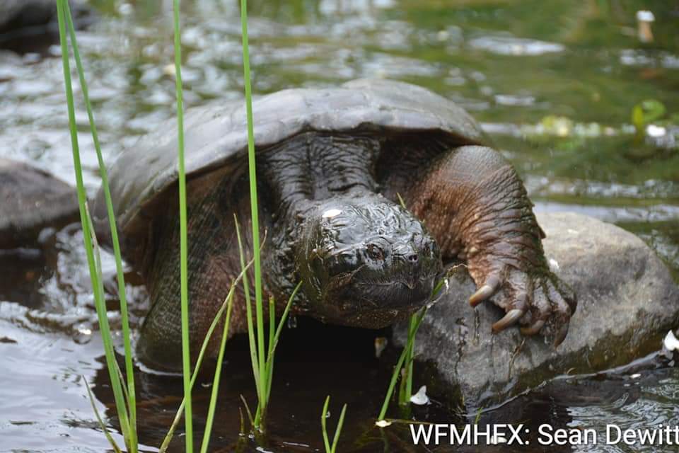 When winter comes, snapping turtles may spend the entire time underwater brumating
