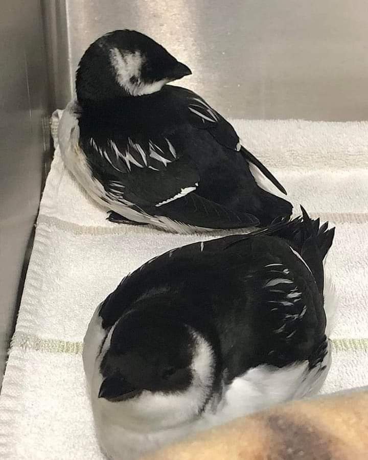 Many birds can be injured and grounded as a result of being blown around in high winds.