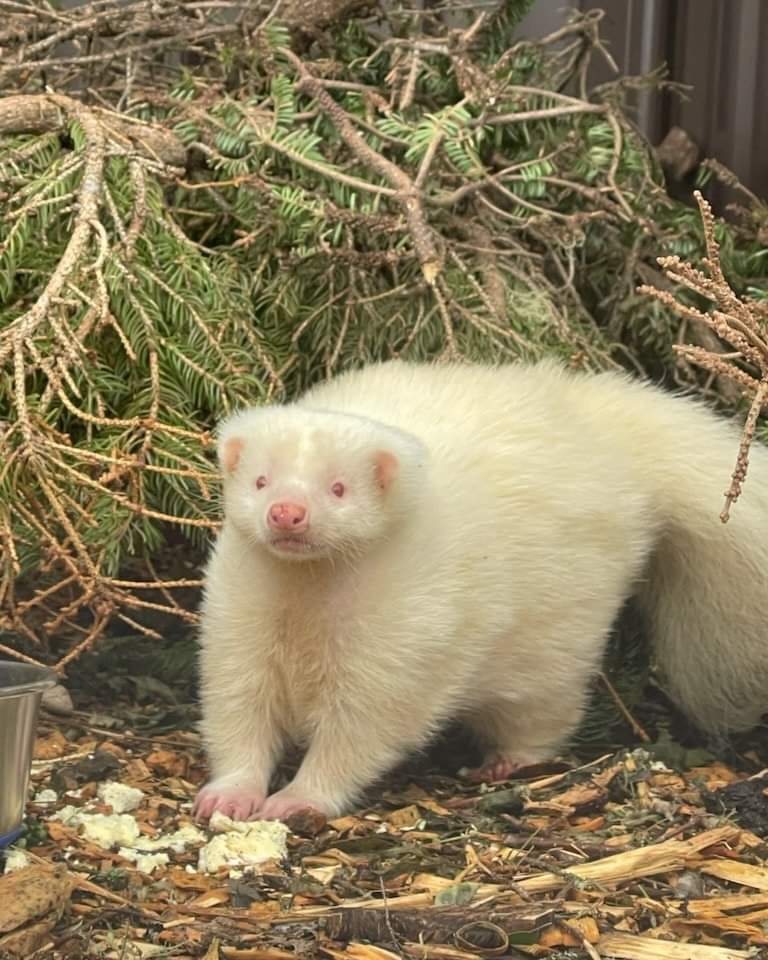 Hope for Wildlife help line is available and are still doing their best to respond to wildlife emergencies