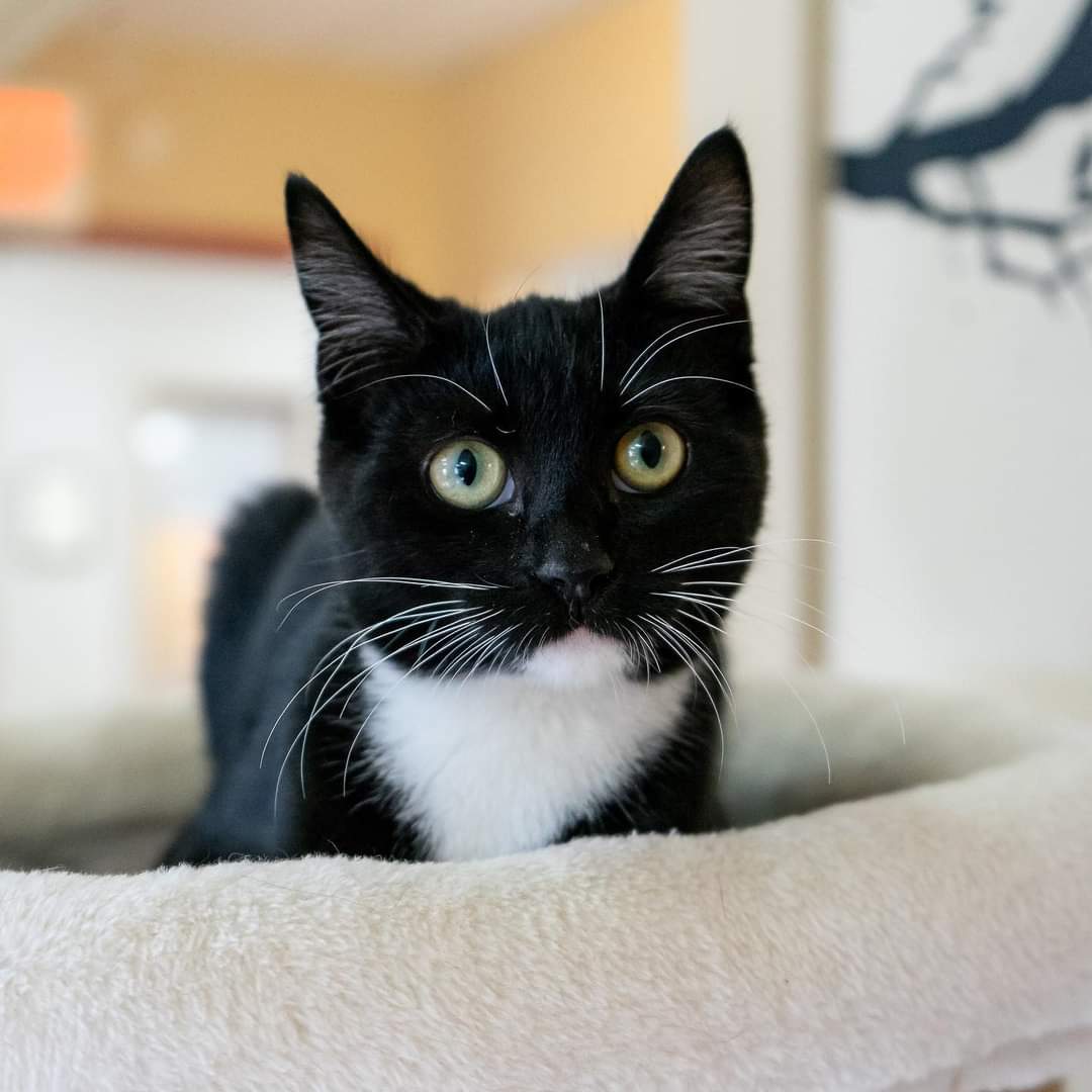 Introducing Sim, Lista, Winona, Mia, Lucy, and Boo! They are the newest adoptable cats