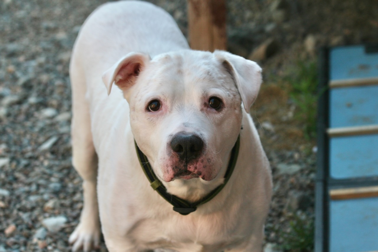 NS SPCA Adoptable Highlight - Jasper