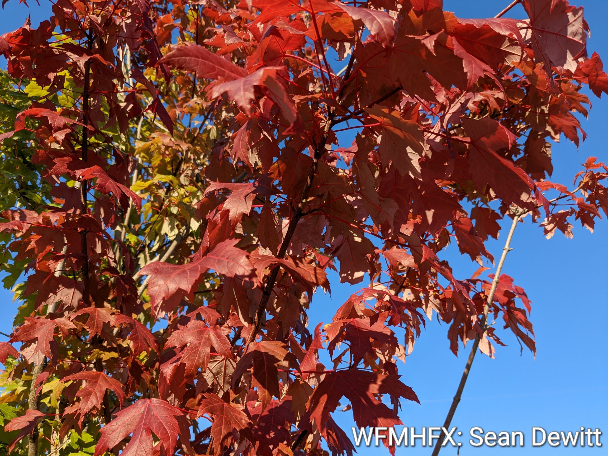 The Halifax Regional Municipality invites residents to participate in two upcoming tree giveaway events