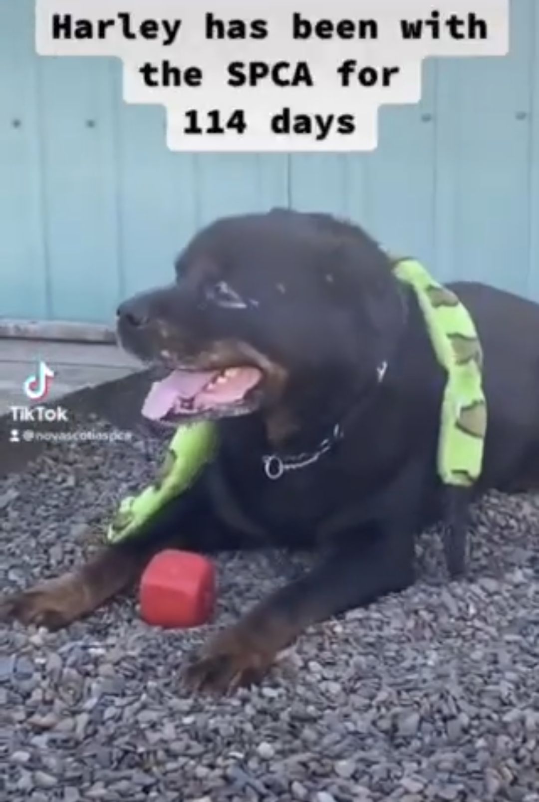 Help find Harley a loving home!