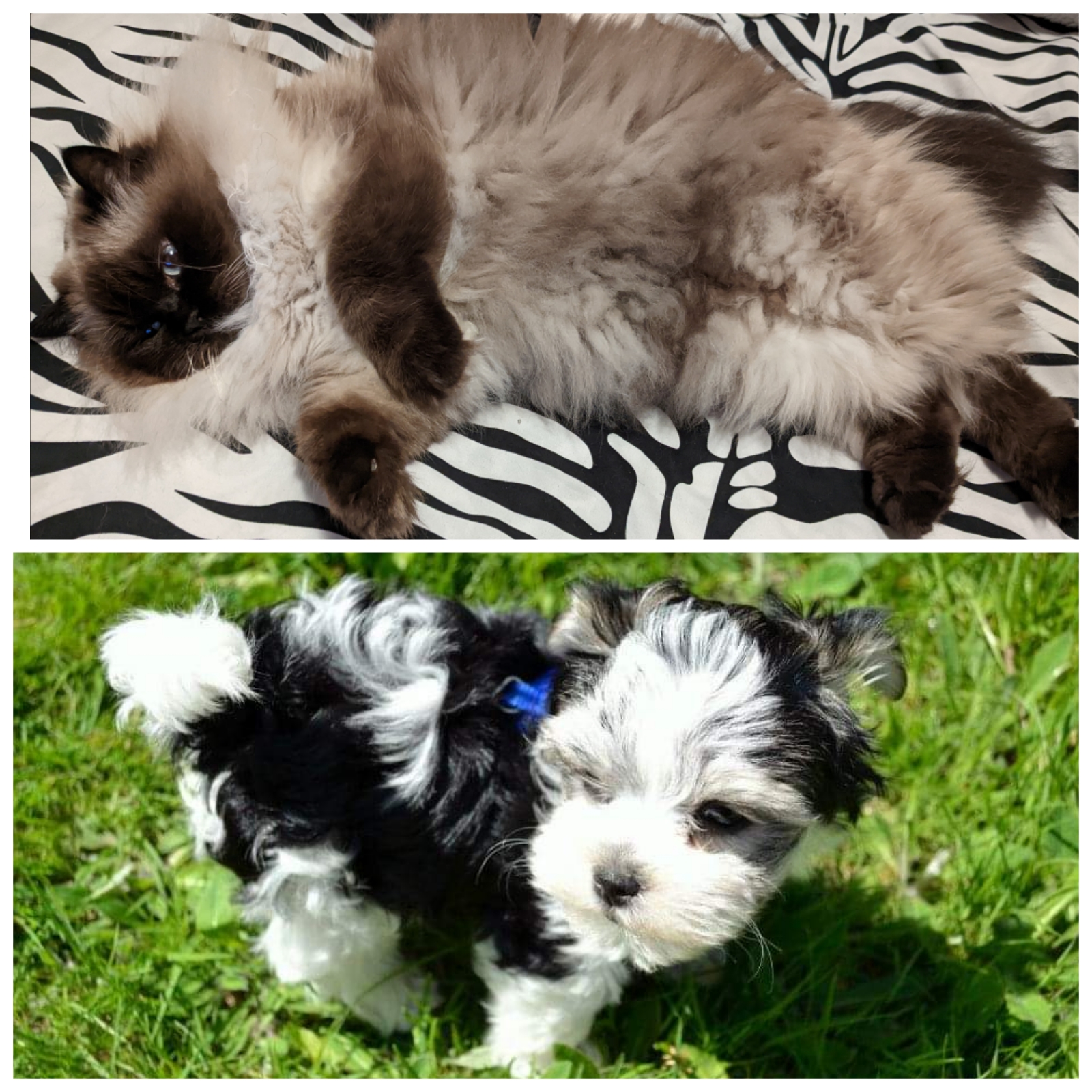 Dog and Cat Ownership by-laws in HRM