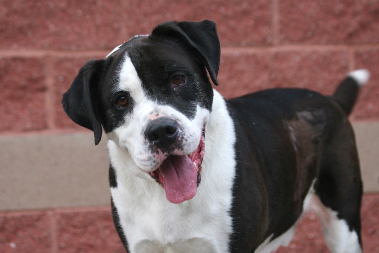 NS SPCA Adoptable highlight - Chymo