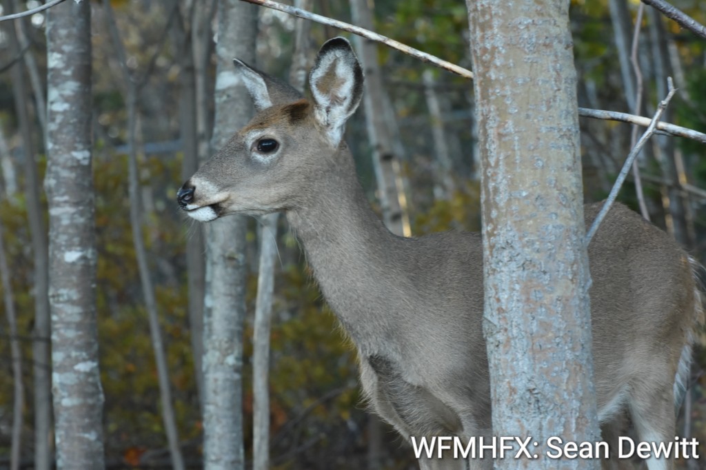 Nova Scotians are reminded to put safety first during hunting and fur harvesting seasons