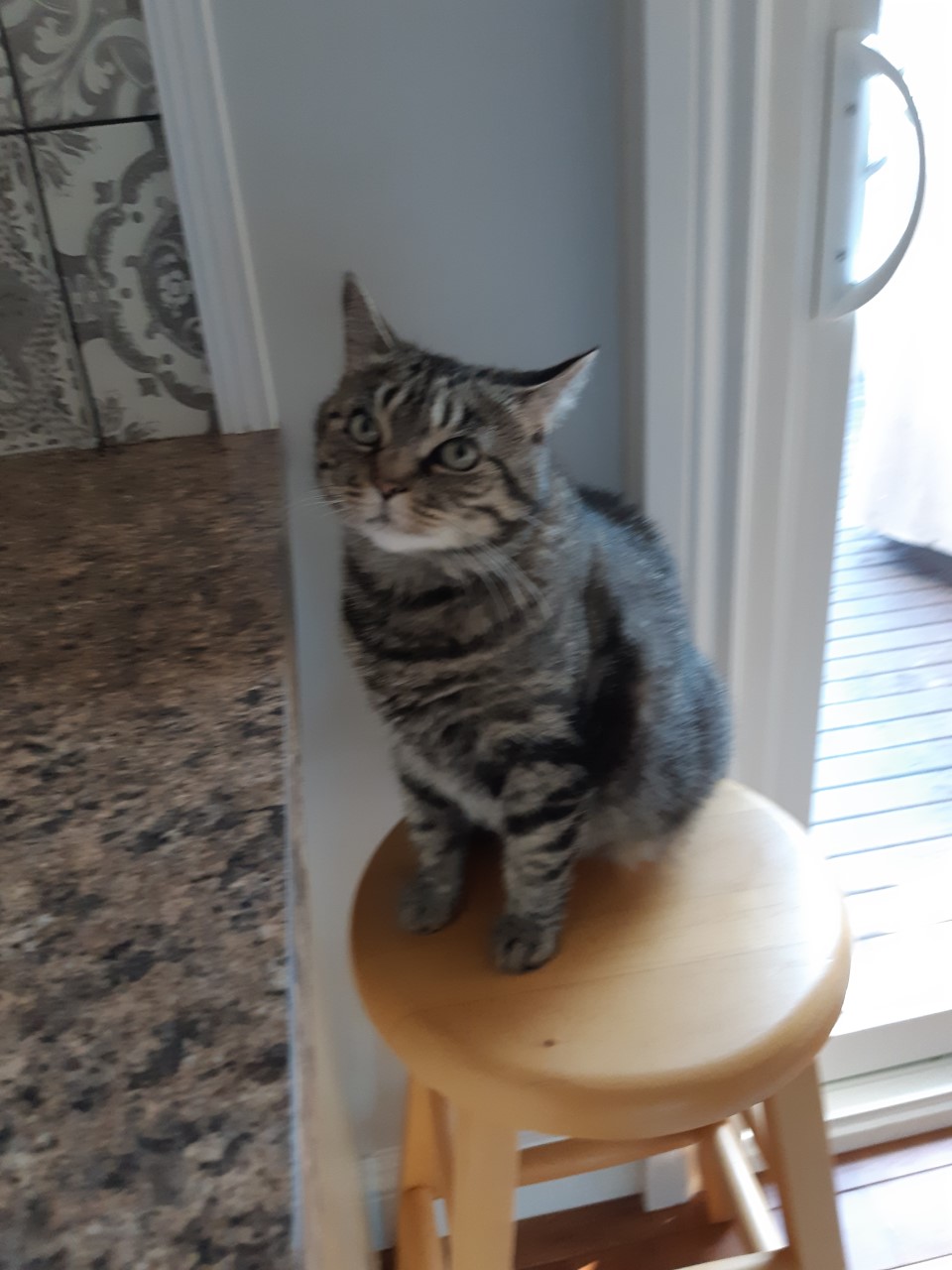 NS SPCA Adoptable Highlight - Elena