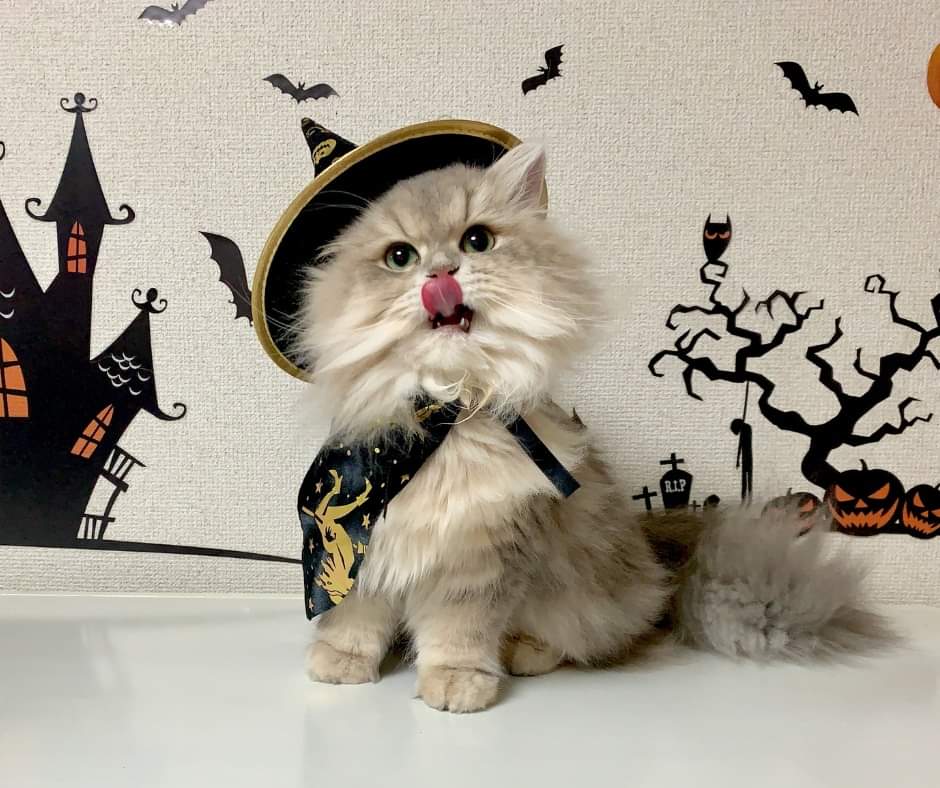 It’s spooky season and our shelter is dangerously low on supplies. Can you help?? 