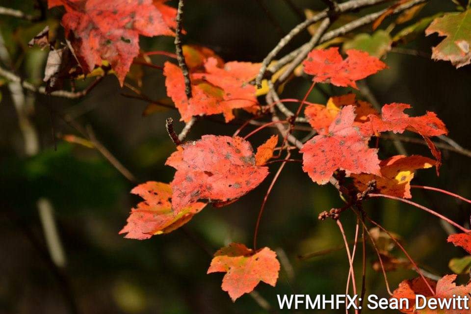 Fall colours and climate change