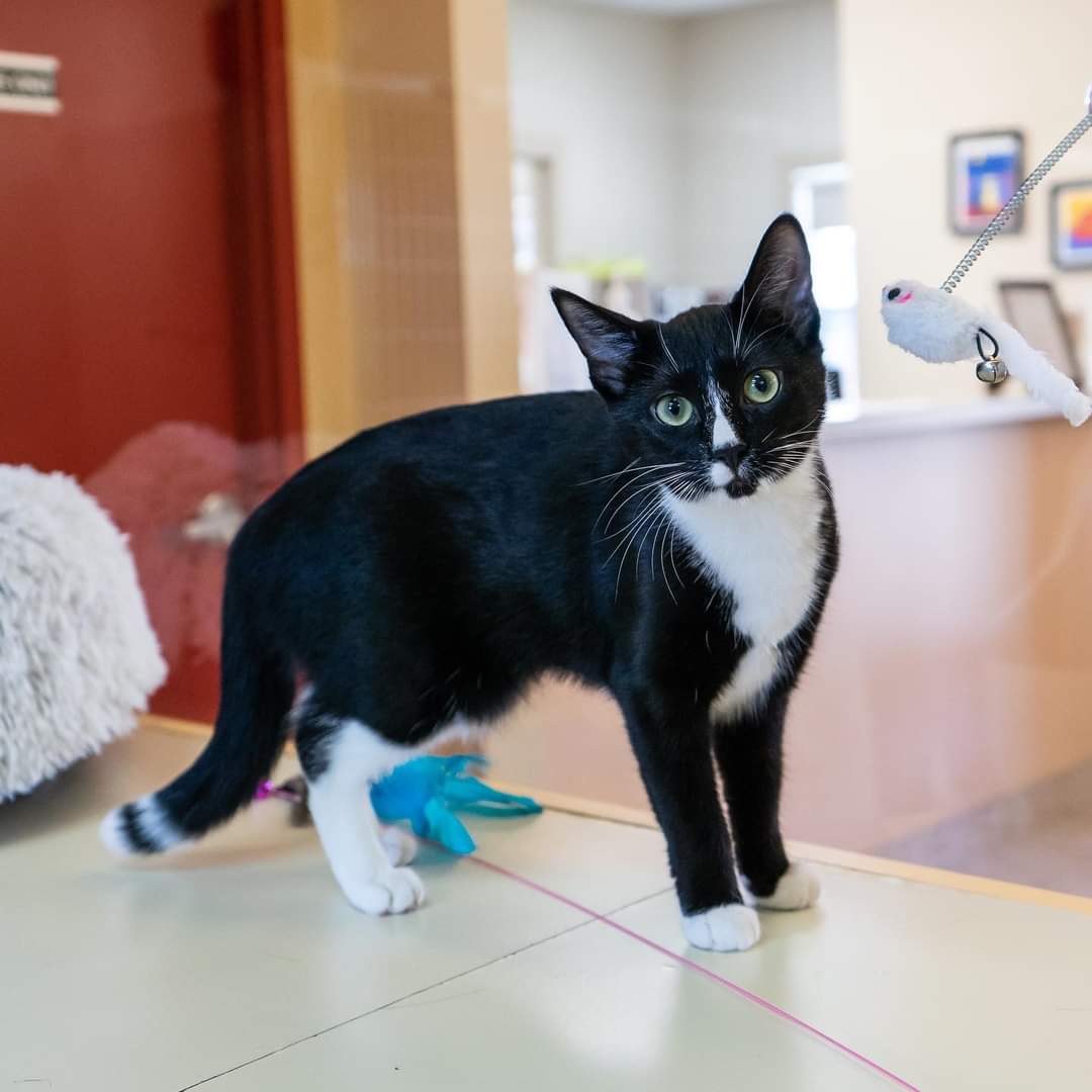 Please say hello to Bide Awhile's latest adoptable cats - Pumpkin, Oreo, Radish, and Carrot
