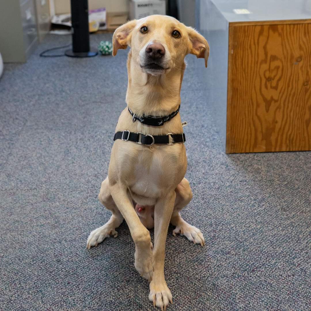 Bide Awhile would like to tell you about a new way you can help support animal care
