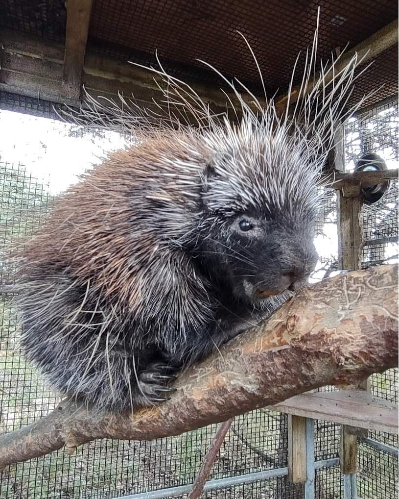 Bad hair days...