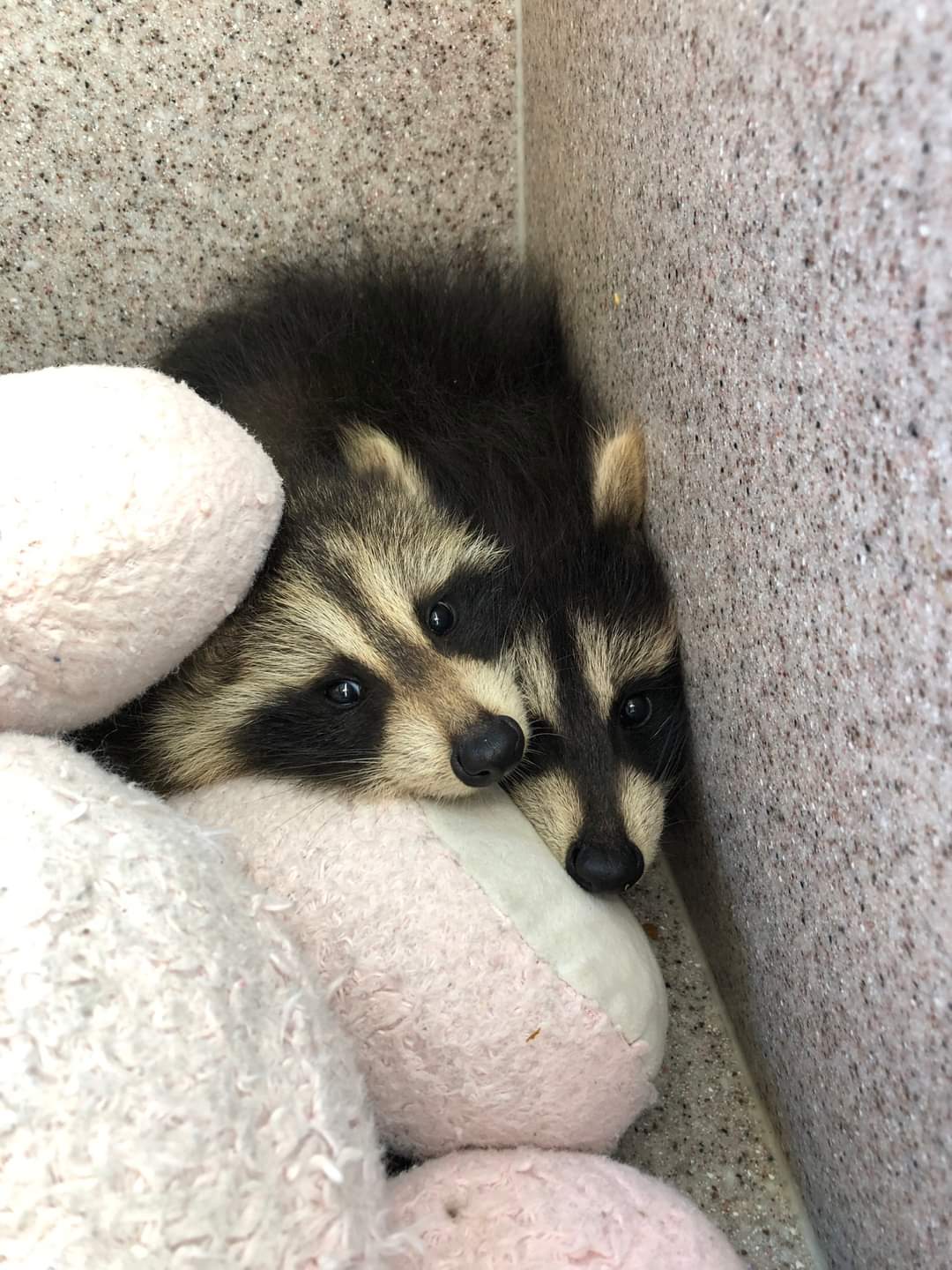 Even by typical mammalian standards, raccoons are a very chatty bunch