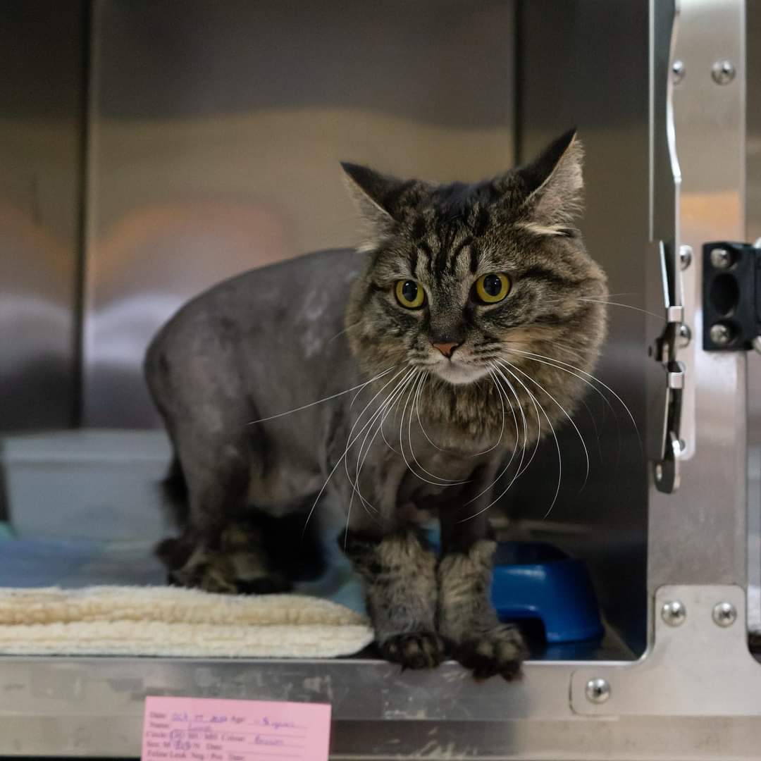 Bide Awhile - Please say hello to Luna, our featured adoptable cat