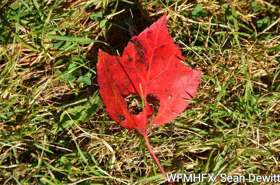 Public Service Announcement Annual fall leaf cleanup program begins Monday, Nov. 21