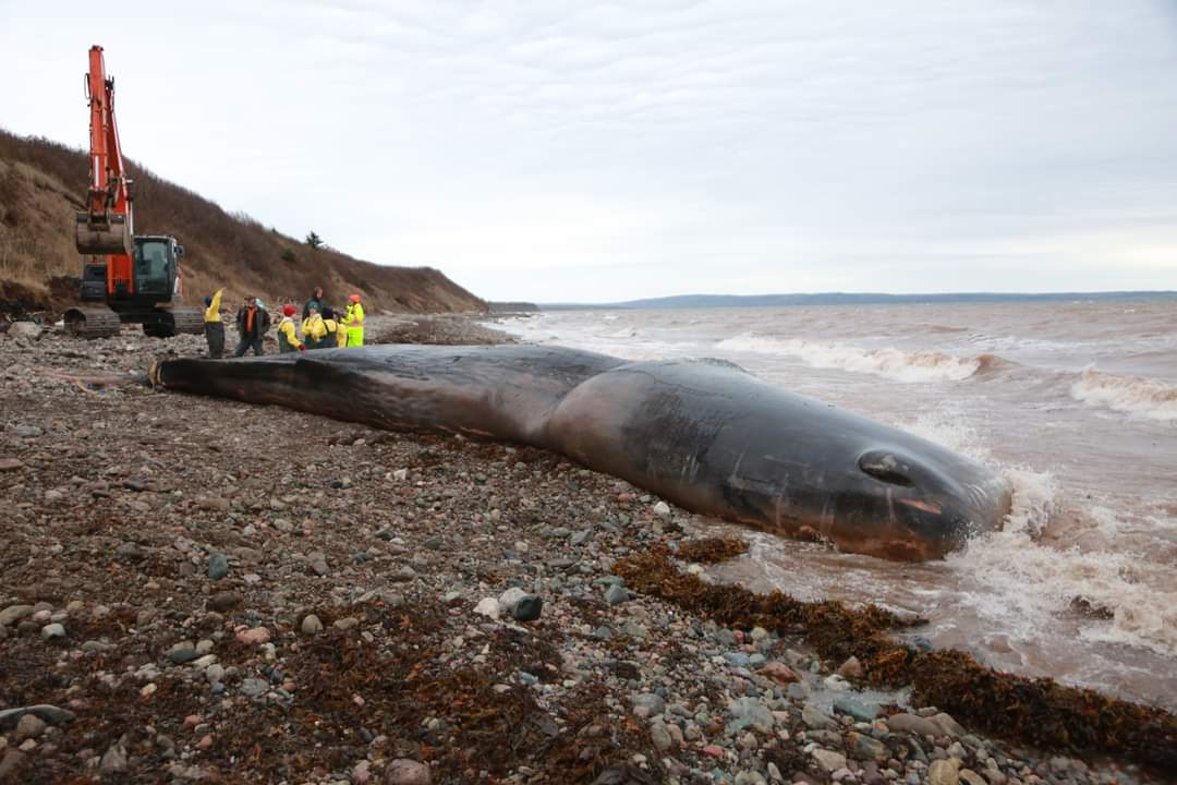 Via MARS - the death of this 45’ male whale was attributed to a massive ingestion of fishing gear which led to emaciation and subsequent stranding