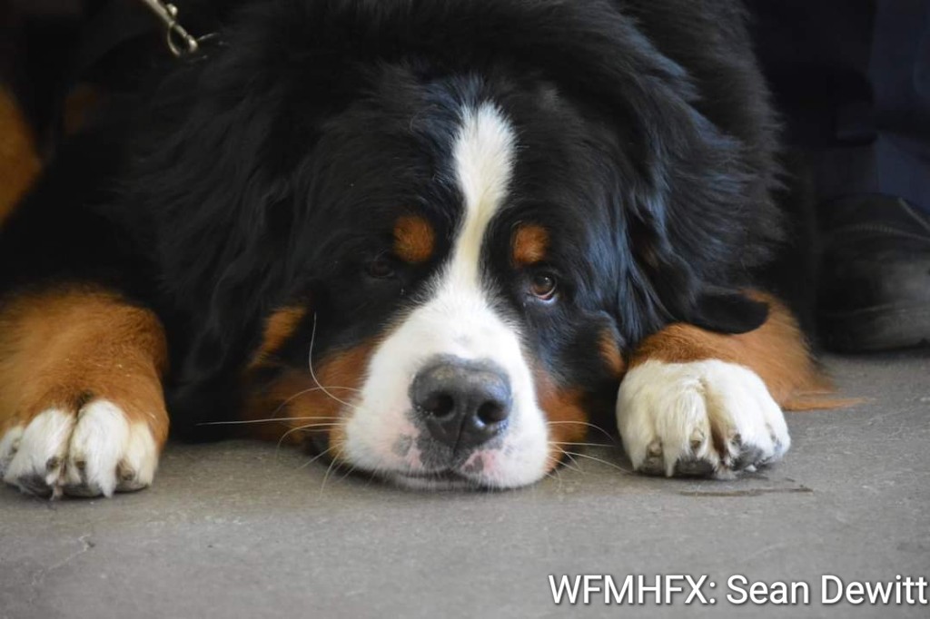 Quinpool Road’s Pet Parade Is Back! And SPCA Santa Pix Too