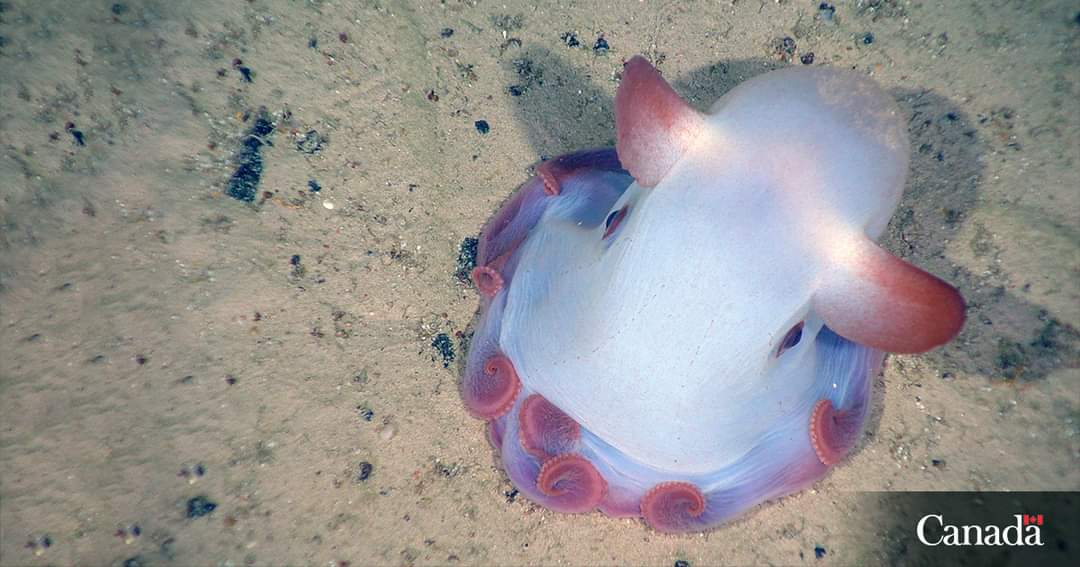 This Dumbo octopus was found during deep-sea exploration in the Scotian Shelf off Nova Scotia