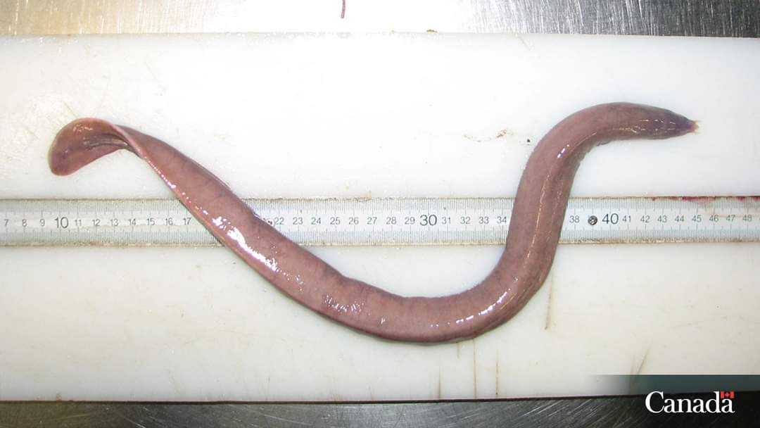 Hagfish are quite the contortionists– they’re the only animal on earth (that we know of!) that can tie themselves in a knot!