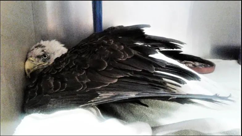 Buddy the Bald Eagle needs your help!