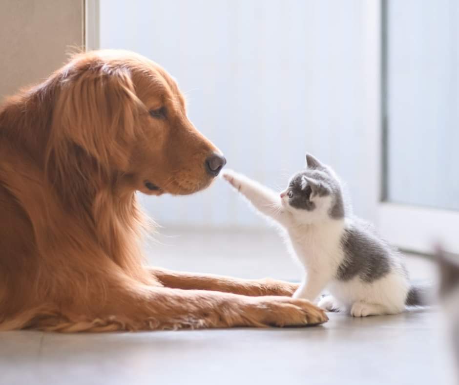 Donate and vote for either TEAM CATS or TEAM DOGS at