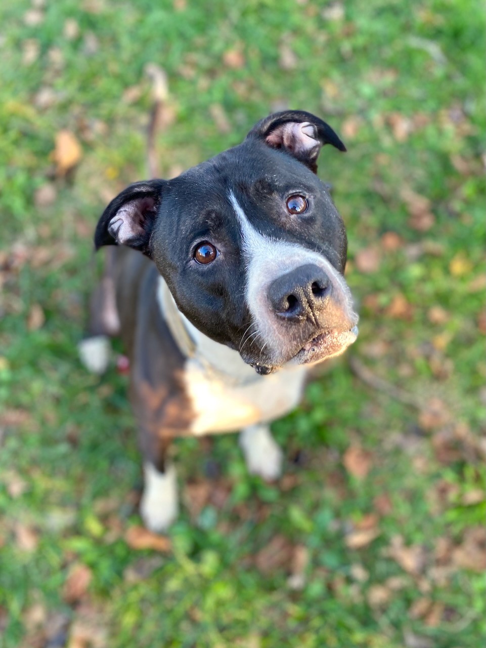 NS SPCA Adoptable Highlight - Oakley