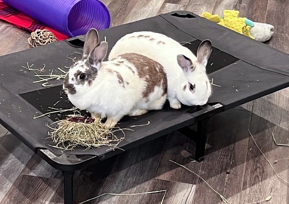 NS SPCA Adoptable highlight - Nutmeg and Papillon