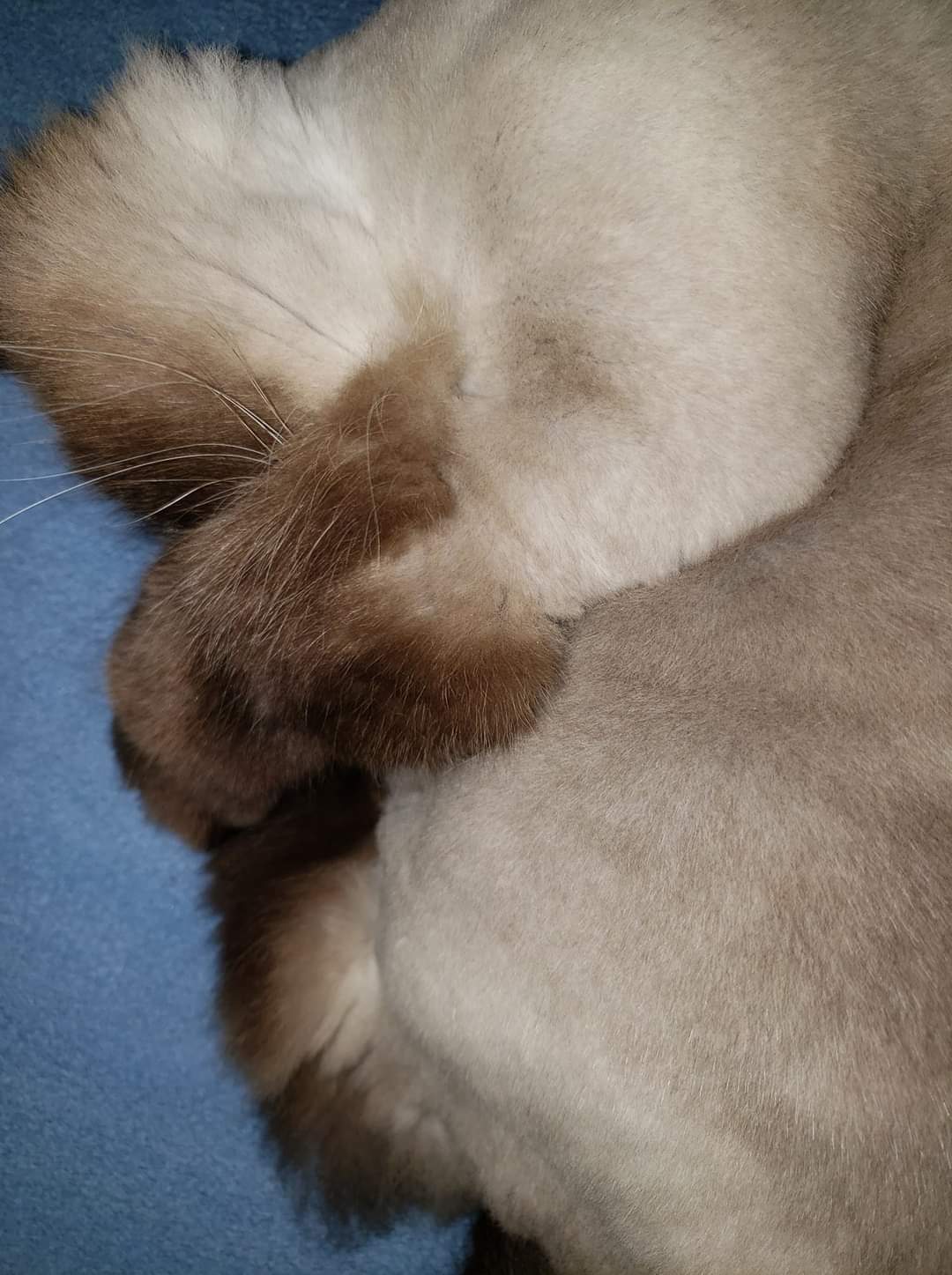 BBB Scam Alert: Lost pet? Watch out for this scam