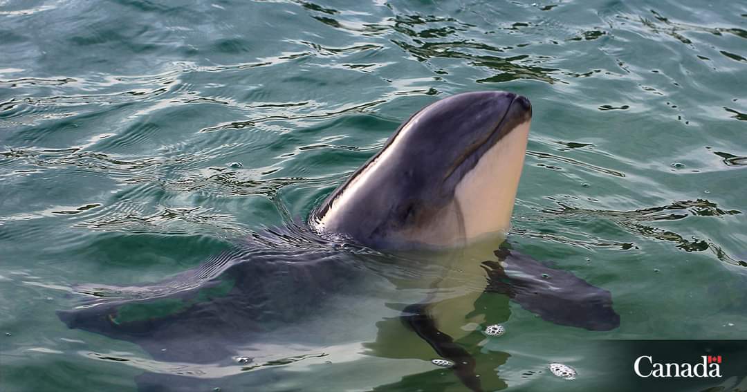 Averaging at 1.7 metres, the harbour porpoise is one of the smallest whales in Canada and is even smaller than the average human!
