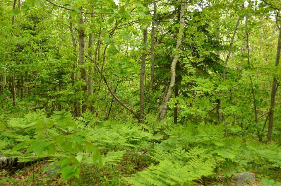 Province Announces New Protected Areas, Funding to Protect More Land