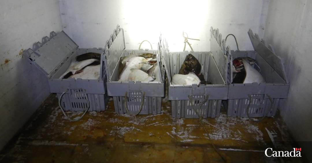 Four people in Southwestern Nova Scotia were sentenced to pay a combined $70K for unlawful transport of halibut, possession of undersized halibut and for obstructing fishery officers