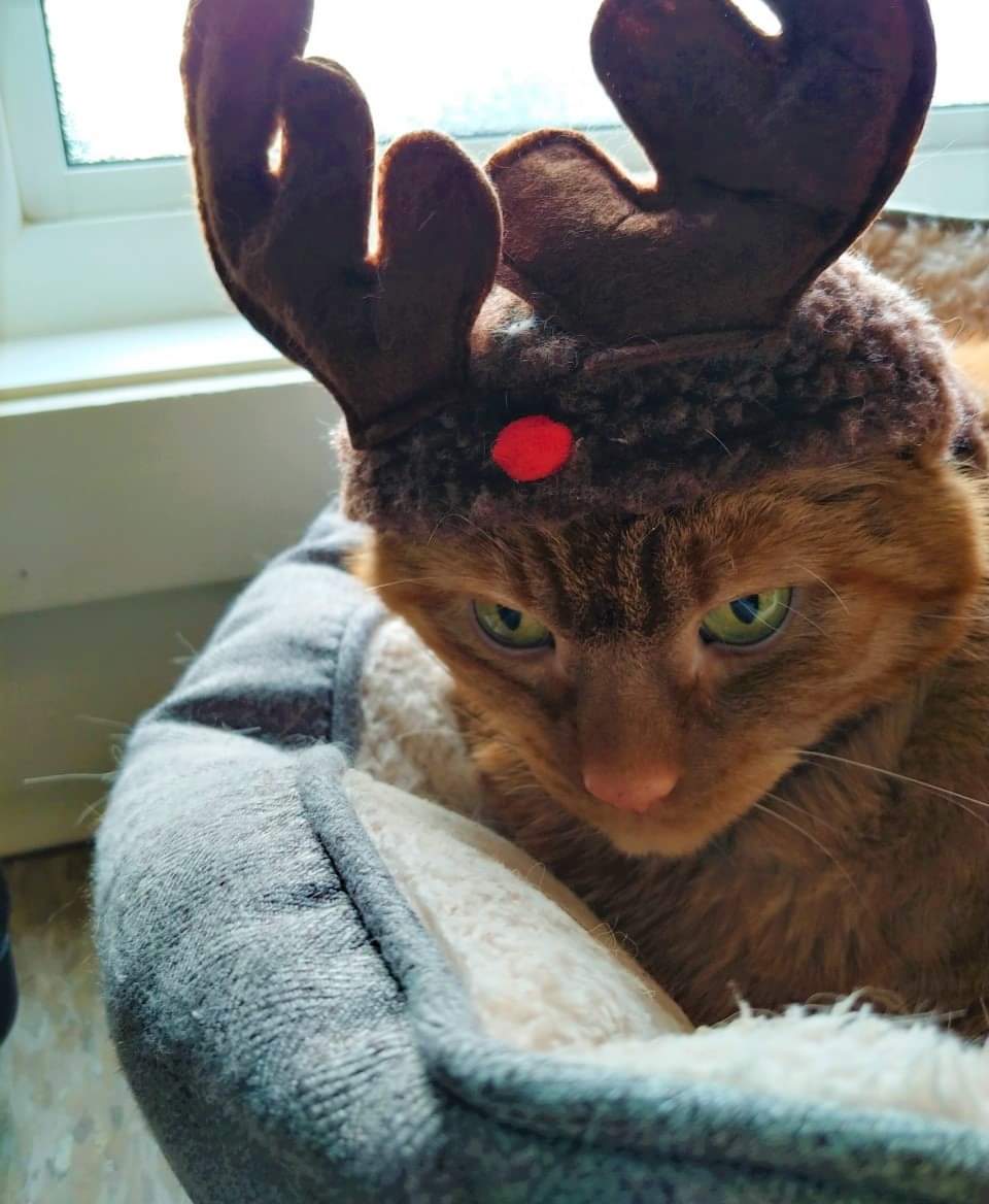 NS SPCA - Donations Needed
